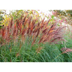 Ozdobnica čínska (Miscanthus sinensis) ´RED CHIEF´ kont. C1L